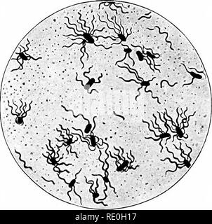 . Les méthodes bactériologiques dans les aliments et drogues laboratoires : avec une introduction aux micro-méthodes analytiques . Bactériologie ; alimentation ; médicaments. io6 Espace MOYENS BACTÉRIOLOGIQUES ne permet pas de discuter les méthodes décrites ainsi et ce n'est pas essentielle aux fins de la présente affaire. Les personnes intéressées sont visés à l'œuvre de Prescott et Winslow, éléments de l'eau Bactériologie (1913), qui contient un résumé assez complet des méthodes. Par ailleurs, les méthodes adoptées doivent être adaptées aux cas particuliers dans la main. La procédure la plus appropriée pour isoler le Bacillus typhosus à partir de l'eau potable serait Banque D'Images