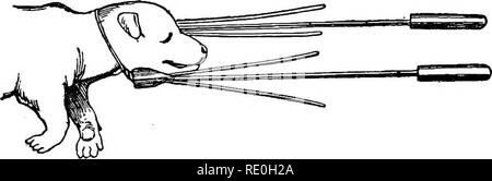 . La gestion et les maladies du chien. Chiens de races ; les chiens. 154 La gestion et les maladies du chien. par une petite machine (Fig. 15), composé d'une fine tige de fer dans une poignée, l'autre extrémité de ce qui est épais et percés de trous d'exécution presque parallèle à la tige. Dans ces trous les deux fils d'une partie sont passé ; de chaque côté de la machine est tiré vers le haut le plus près possible de la tête du foetus, et, chacune étant tourné trois ou quatre fois, le cou est enserré dans une sorte de boucle ou collerette formée par les deux fils (Fig. 16). " Les tiges sont maintenant retirées de celui-ci, un Banque D'Images