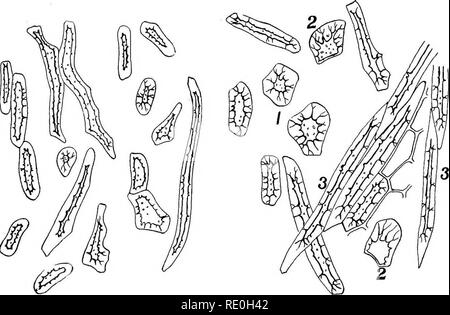 . Les méthodes bactériologiques dans les aliments et drogues laboratoires : avec une introduction aux micro-méthodes analytiques . Bactériologie ; alimentation ; les drogues. Fig. 9. Fig. 10.. Fig. II. Fig. 12.. Veuillez noter que ces images sont extraites de la page numérisée des images qui peuvent avoir été retouchées numériquement pour plus de lisibilité - coloration et l'aspect de ces illustrations ne peut pas parfaitement ressembler à l'œuvre originale.. Schneider, Albert, 1863-1928. Philadelphia : P. Fils de Blakiston &AMP ; Co. Banque D'Images