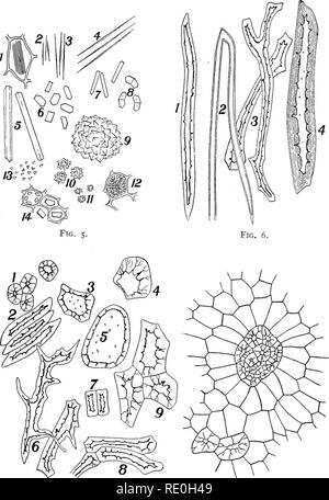 . Les méthodes bactériologiques dans les aliments et drogues laboratoires : avec une introduction aux micro-méthodes analytiques . Bactériologie ; alimentation ; les drogues. Tôles II. Fig. 7. Fig. 8.. Veuillez noter que ces images sont extraites de la page numérisée des images qui peuvent avoir été retouchées numériquement pour plus de lisibilité - coloration et l'aspect de ces illustrations ne peut pas parfaitement ressembler à l'œuvre originale.. Schneider, Albert, 1863-1928. Philadelphia : P. Fils de Blakiston &AMP ; Co. Banque D'Images