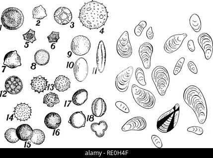 . Les méthodes bactériologiques dans les aliments et drogues laboratoires : avec une introduction aux micro-méthodes analytiques . Bactériologie ; alimentation ; les drogues. I. Plaque Fig. I. Fig. 2.. Veuillez noter que ces images sont extraites de la page numérisée des images qui peuvent avoir été retouchées numériquement pour plus de lisibilité - coloration et l'aspect de ces illustrations ne peut pas parfaitement ressembler à l'œuvre originale.. Schneider, Albert, 1863-1928. Philadelphia : P. Fils de Blakiston &AMP ; Co. Banque D'Images