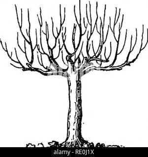 . L'American Fruit Culturist : contenant des orientations pour la propagation et la culture d'arbres fruitiers dans les pépinières, d'orchidées et jardin : avec des descriptions des principales variétés cultivées américaines et étrangères aux États-Unis . La culture de fruits. L'ANCIEN GREFFE TKEES. Plus de 125 mode inesthétiques de fraisage est souvent adaptée lorsqu'un retrait de la partie supérieure par greffage est destiné. Le greffage de nouveaux tops sur de vieux arbres. Il arrive souvent que des fruits sur de grands arbres est sans valeur, et il devient un objet d'importation- ant pour changer le haut par greffage ou il en herbe avec une meilleure variété. Dans ce cas, au lieu de cu Banque D'Images