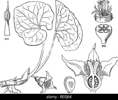 . La botanique pour les jeunes et les écoles communes : comment les plantes poussent : une introduction de botanique : structurels avec une flore populaire, ou un arrangement, et la description des plantes communes, à la fois sauvage et cultivée. La botanique, la botanique. 190 Flore populaire. III. Apetaloiis Division. 74. BIETHWORT LA FAMILLE. Commander ARISTOLOCHIACE^. Les herbes ou twining vines, avec une parfaite et grandes fleurs, le tube du calice à lobes 3 cohérent avec la 6-loculaire et beaucoup des ovaires. Mostlj' feuilles en forme de coeur ou en forme de rein, et l'ensemble, sur de longues tiges- pied, secondaire, ou d'autre de la souche à la surface de l'grou Banque D'Images