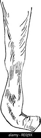 . Troubles Maladies &AMP ; du cheval, un traité sur la médecine et de la chirurgie équines, d'être une contribution à la science de la pathologie comparative. Les chevaux. 145 après la division des nerfs, de la partie située sous le siège de la section perd le pouvoir, sensorielle, et pas de douleur ressentie, l'animal cesse souvent de manifester la boiterie.. Il n'est pratiquement jamais conseillé d'effectuer sur un jeune cheval neurotomie. Il y a quelque temps, nous avons effectué l'opération sur une période de quatre ans, colt sur laquelle toutes les autres méthodes ont été essayées. L'animal a depuis été parfaitement, ayant fait une bonne reprise. Nos lecteurs doivent garder à l'esprit tha Banque D'Images