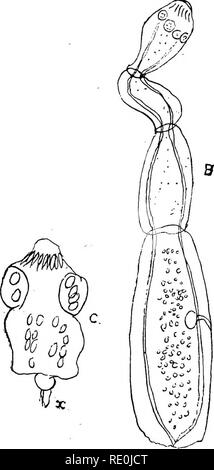 . Troubles Maladies &AMP ; du cheval, un traité sur la médecine et de la chirurgie équines, d'être une contribution à la science de la pathologie comparative. Les chevaux. 8s'ils varient beaucoup en taille, parfois, être aussi petit qu'un pois, et parfois aussi gros qu'un cacao de bonne taille-écrou. Ils peuvent ou non produire des symptômes qui varient selon l'organe envahi, et la taille et position exacte du kyste. C'est commun dans l'homme hydatique, étant souvent trouvé dans le foie, et parfois dans d'autres organes ; et il peut atteindre en lui une très grande taille. Ce kyste hydatique ou sous sa forme initiale est petit et globulaire, wi Banque D'Images