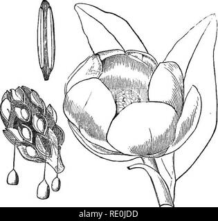 . La botanique pour les jeunes et les écoles communes : comment les plantes poussent : une introduction de botanique : structurels avec une flore populaire, ou un arrangement, et la description des plantes communes, à la fois sauvage et cultivée. La botanique, la botanique. Flore populaire. 117 2. La famille de magnolia. MAGNOLIACE^ l'ordre. Les arbres ou arbustes, -avec forte ou aromatique et parfumée à l'écorce amère, et d'autres feuilles simples, â qui ne sont jamais toothgd ; grand et fin forme les stipules couvrant des bourgeons, mais tombent rapidement. Fleurs grandes, single à l'extrémité des branches ; leurs feuilles à trois, à savoir 3 sépales colorée comme les pétales, et G Banque D'Images