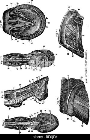 . Troubles Maladies &AMP ; du cheval, un traité sur la médecine et de la chirurgie équines, d'être une contribution à la science de la pathologie comparative. Les chevaux. . Veuillez noter que ces images sont extraites de la page numérisée des images qui peuvent avoir été retouchées numériquement pour plus de lisibilité - coloration et l'aspect de ces illustrations ne peut pas parfaitement ressembler à l'œuvre originale.. Gresswell, Albert. Leeds [Eng. ] Yorkshire journal conservateur Co.,Ltd. Banque D'Images