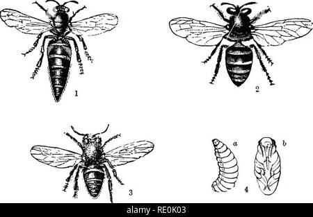 . Le monde de la vie animale. Zoologie. 346 Le monde de la vie animale. Ils n'ont pas de piqûres, et bien qu'ils vivent sur le miel, ils n'apportent pas d'accueil. Après l'époque de l'essaimage est passé, ils sont tous mis à mort par les autres abeilles, puis plus de drones apparaissent jusqu'au printemps suivant. Le plus petit et plus les abeilles, au corps allongé, sont les travailleurs, ou neutres, comme on les appelle souvent. Ce sont les ouvriers de la ruche, dont les affaires est de recueillir le miel, cire, faire construire, les cellules. I, reine des abeilles. 2, homme abeille ou Bourdon. 3, l'abeille ouvrière. 4, a, b ; Grub, pupe. Prendre soin des oeufs, et nurs Banque D'Images