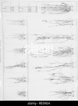 . Sur les sources de l'azote de la végétation, avec une référence particulière à la question de savoir si les plantes assimilent l'azote libre ou le combiner. Les plantes. . Veuillez noter que ces images sont extraites de la page numérisée des images qui peuvent avoir été retouchées numériquement pour plus de lisibilité - coloration et l'aspect de ces illustrations ne peut pas parfaitement ressembler à l'œuvre originale.. Lawes, J. B. (John Bennett), 1814-1900 ; Gilbert, Joseph Henry, Sir, 1817-1901 ; Pugh, Evan, 18th cent. Londres, imprimé par Taylor et Francis Banque D'Images