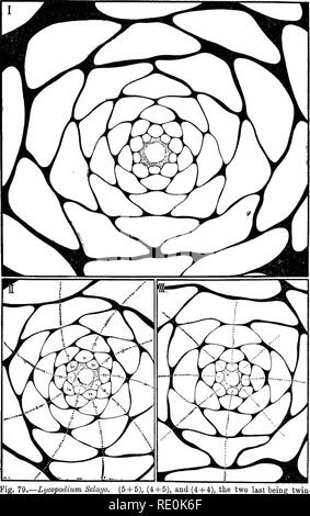 . Sur le rapport de la phyllotaxie de lois mécaniques. La phyllotaxie ; feuilles. Série anomale. 201. Fig. 79.-Lycopodium (5  + 5), (4  + 5) et (4  + 4), les deux derniers tournages d'une dichotomie.. Veuillez noter que ces images sont extraites de la page numérisée des images qui peuvent avoir été retouchées numériquement pour plus de lisibilité - coloration et l'aspect de ces illustrations ne peut pas parfaitement ressembler à l'œuvre originale.. L'église, A. H. (Arthur Harry), 1865-1937 ; Church, Arthur Henry, Notes sur la phyllotaxie. Londres, Williams &AMP ; Norgate Banque D'Images