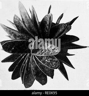 . Sur le rapport de la phyllotaxie de lois mécaniques. La phyllotaxie ; feuilles. -^ t kt3 " CM. Veuillez noter que ces images sont extraites de la page numérisée des images qui peuvent avoir été retouchées numériquement pour plus de lisibilité - coloration et l'aspect de ces illustrations ne peut pas parfaitement ressembler à l'œuvre originale.. L'église, A. H. (Arthur Harry), 1865-1937 ; Church, Arthur Henry, Notes sur la phyllotaxie. Londres, Williams &AMP ; Norgate Banque D'Images
