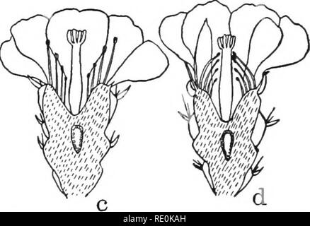 . Physiologie végétale primaire. Physiologie végétale. Stimulation et de corrélation. 125 de la vaseline. Les tubes polliniques sont généralement dirigés à l'écart du contact de l'air, d'être chemotropic négativement à l'oxygène. 137. En réponse à des mouvements de choc.-Secure graines de Mimosa d'un fleuriste, et germent dans un pot de terre meuble, riche dans une pièce chaude. Dès que les semis ont commencé à développer des vraies feuilles, couvrir les pots avec un bell jar, et ventiler de telle manière que l'air est conservé dans un état humide. Il sera encore plus pratique si les graines sont plantées dans plusieurs petits pots. Conserver les plantes u Banque D'Images