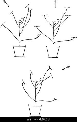 . Physiologie végétale primaire. Physiologie végétale. Stimulation et de corrélation. "5125. Région perspicace dans les feuilles des graminées poussent un nombre de plantules d'avoine ou de blé ou d'alpiste. Fig. 84.-Positions assumées par des feuilles de mauve. Les flèches indiquent la direction de rayons de lumière. [Fhalaris) dans un plat peu profond de terre humide ou de la sciure. Faire plusieurs cylindres de tin-foil de taille suffisante pour s'adapter parfaitement sur les feuilles. Pour ce faire, enroulez une bande de tin-foil autour d'un match. Veuillez noter que ces images sont extraites de la page numérisée des images qui peuvent avoir été retouchées numériquement pour re Banque D'Images