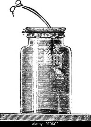 . Physiologie végétale primaire. Physiologie végétale. Stimulation et de corrélation. Les protoplastes 113, qui servent ainsi une fonction perceptive, et une certaine forme de l'énergie constituant une impulsion est transmise à l'organe concerné, dans lequel la réaction a lieu. Dans certains cas, la réaction est un mouvement, et de structures spéciales pour la production de la motion sont différenciés, ils sont reconnus comme les organes du moteur. La méthode par laquelle les impulsions sont transmises n'est pas connu, ni les organes de transmission ont été définitivement situé à. Tissus ou organes perceptifs sont diifer entiated- dans quelques cas seulement. L'ac Banque D'Images