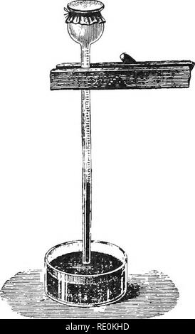 . Physiologie végétale primaire. Physiologie végétale. Les mouvements de change et de gaz et de liquides. 69 donc comme un moyen pour le transport des sels, et environ quatre-vingt-dix-huit pour cent, de l'énergie de l'sunhght qui tombe sur la plante est utilisée dans les travaux de l'opération de levage. Il peut être considéré qu'une perte plus ou moins continue ou la transpiration d'eau est une nécessité urgente avec la plante, et il peut aussi être dit que les feuilles de toutes les espèces sont adaptées pour s'acquitter de cette fonction d'une manière plus ou moins exactement adapté à son environnement. Non seulement est la structure de la feuille de montage Banque D'Images