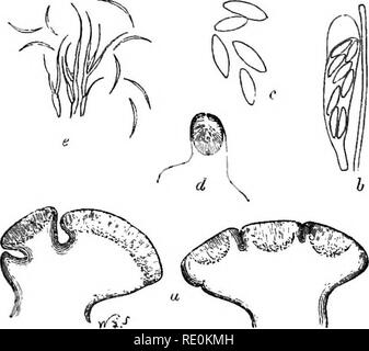 . Une monographie de lichens trouvés en Grande-Bretagne ; être un catalogue descriptif de l'espèce dans l'herbier du British Museum. Les lichens. 124 LICHENACEI. [PTCNOTHELIA. Comme limité, c'est une tribu, très naturelle connue par la forme facilement du thalle et le caractère de l', mais de couleurs différentes, les apothécies noir normalement jamais. Les cinq genres dont il est composé, dans sa composition par Nylander (dont deux, à savoir Heterodea et Cladia, sont exotiques), tandis que d'étroitement liées l'une à l'autre, sont séparés par le thalle basale et le podetia. Les espèces sont pour la plupart très social en habitude. Banque D'Images