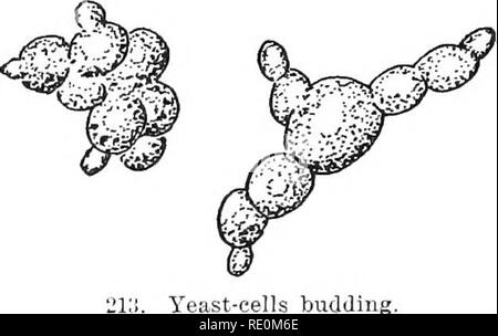 . Des expériences avec des plantes. La botanique. 390 JSXPEHIMJSyTS AVEC DES PLANTES avec son cell-wall,^ lilled Hliiiiiii witli protoplasme et.ij : gouttes ou de granulés. Le mode de multiplication peut aussi être facilement établie : il est par bourgeonnement, i. e., une croissance (intii'à partir de la cellule est coupée, et les formules A, nouvelle cellule. Les cellules de façon pro- duit se tiennent souvent dans les chaînes (Fig. 213). Les bulles de gaz qui remontent dans le liquide sont pratiquement les cellules de levure de carbone pur bourgeonnement. dioxyde de carbone. En même temps que l'évolution de gaz va sur, l'alcool est formé, et le sucre disparaît (comme peut être illustré par la dégustation le liquide). C Banque D'Images