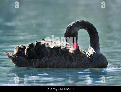 Close up of a Black Swan la natation dans l'étang, au Royaume-Uni. Banque D'Images