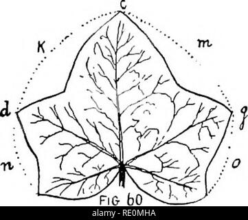 . Premières études dans la vie végétale en Asie australe, avec de nombreuses questions, les directions de travail en plein air, et le dessin et la composition des exercices. La botanique. Fig. 69. Face supérieure des feuilles de lierre (une feuille entière). Feuilles inférieures de lierre.. Veuillez noter que ces images sont extraites de la page numérisée des images qui peuvent avoir été retouchées numériquement pour plus de lisibilité - coloration et l'aspect de ces illustrations ne peut pas parfaitement ressembler à l'œuvre originale.. Gillies, William. Melbourne, Whitcombe &AMP ; tombeaux, Ltd Banque D'Images