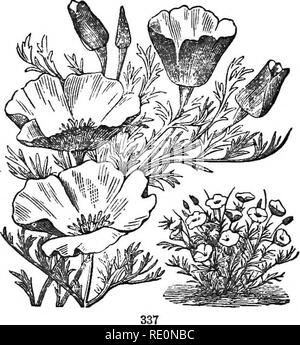 . Les éléments de botanique embrassant organography, histologie, physiologie végétale, botanique systématique et botanique économique ... ainsi qu'un glossaire complet de termes botaniques. La botanique. DICOTYLEDONES. (227) riax Camelina, etc. " la curieuse plante appelée la Rose de Jéricho" (^Anastatica hierochuntica), souvent vendus comme une curiosité, est une petite annuelle, originaire de l'Arabie, l'Égypte et la Syrie. La plante adulte après mûrissement ses graines dans un contrat, et de masse arrondie est déraciné et soufflés par les vents ; cependant, lorsque la plante morte et sèche est humidifiée il s'étend, à nouveau de clôture. sec wheu Banque D'Images