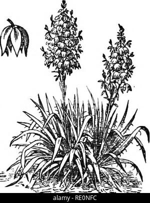 . Les éléments de botanique embrassant organography, histologie, physiologie végétale, botanique systématique et botanique économique ... ainsi qu'un glossaire complet de termes botaniques. La botanique. MONOCOTTLEDONES. 175 De nombreuses espèces sont cultivées. Plusieurs espèces d'Srailax {Smilax officinalis, etc.) de l'Amérique du Sud fournissent- sarsa parilla racine. Le {Squill Seilla maritima) vient de la plage de sable de régions de la Méditerranée ; ses ampoules en tranches la forme squill sec. Le lis de la vallée (^Convallaria majalis) est originaire de l'Europe et l'Asie. La couronne impériale (Fritillaria imperialis) de l'Europe et l'Asie, et Banque D'Images