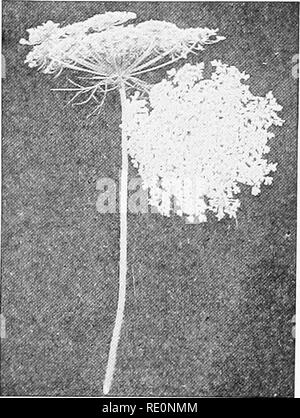 . College botanique ; la structure, la physiologie et l'économie des plantes. La botanique. 370 COLLEGE BOTANIQUE Le céleri (Apium graveolens) est connu et utilisé par les anciens ; l'anis (Pimpinella anisum) était connue par les anciens et est cultivé pour l'huile qui est extraite des graines et utilisés en médecine ; le panais (Pastinaca Peucedanum ou Pastinaca safiva) est une plante alimentaire qui provient de l'Europe ; la carotte (Daucus carota var. sativa) (Fig. 212, 213), est une autre plante alimentaire bien connu qui était cultivée par les anciens ; et le persil (Carum petroselium) est une autre plante alimentaire bien connu Banque D'Images