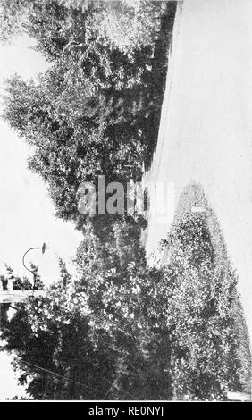 . College botanique ; la structure, la physiologie et l'économie des plantes. La botanique. Un D. Veuillez noter que ces images sont extraites de la page numérisée des images qui peuvent avoir été retouchées numériquement pour plus de lisibilité - coloration et l'aspect de ces illustrations ne peut pas parfaitement ressembler à l'œuvre originale.. Cook, Melville Thurston, 1869-1952. Philadelphie et Londres, J. B. Lippincott Company Banque D'Images