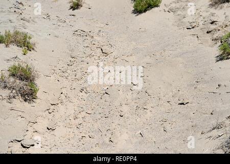 Terre de sel sec Creek trail. Death Valley National Park, California, USA Banque D'Images