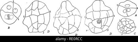 . Le Eusporangiatae ; la morphologie comparative des Ophioglossaceae et Marattiaceae. Ophioglossaceae ; Marattiaceae. 36 LES OPHIOGLOSSALES extrêmement visible. Bruchmann considère que la racine et le pied sont tous deux d'origine hypobasal, mais il fonde ce sur une comparaison avec le vrai fougères plutôt qu'à la suite d'une étude des embryons, car il n'a pas pu obtenir suffisamment de jeunes embryons pour démontrer cela, et toute trace de l'original disparaît avant que les divisions d'un signe de la tige et feuille est évidente. Il ma}' être bien posé la question de savoir si, comme dans Botrychium et O. pendule, le pied ne fonctionne pas Banque D'Images