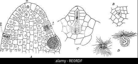 . Le Eusporangiatae ; la morphologie comparative des Ophioglossaceae et Marattiaceae. Ophioglossaceae ; Marattiaceae. Le gamétophyte 15 position dans l'humus au sujet de l'usine, où ils sont trouvés dans les parties les plus anciennes entre les feuilles qui doivent avoir été mort pendant de nombreuses années, indiquent qu'ils sont très longtemps et, comme nous l'avons vu, par la séparation des branches qu'ils sont facilement propagés. L'histologie du gamétophyte. La plus jeune des portions de plus en plus les branches sont composés d'épaisseur fine du parenchyme, incolore, dont les cellules ont un noyau bien visible, et habituellement de nombreux smal Banque D'Images