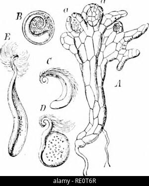 . Les plantes et leurs usages ; une introduction à la botanique. La botanique, la botanique, économique. Le URINCi RFRHES-'DSC 543. Veuillez noter que ces images sont extraites de la page numérisée des images qui peuvent avoir été retouchées numériquement pour plus de lisibilité - coloration et l'aspect de ces illustrations ne peut pas parfaitement ressembler à l'œuvre originale.. Sargent, Frederick Leroy, 1863-. New York, H. Holt and Company Banque D'Images