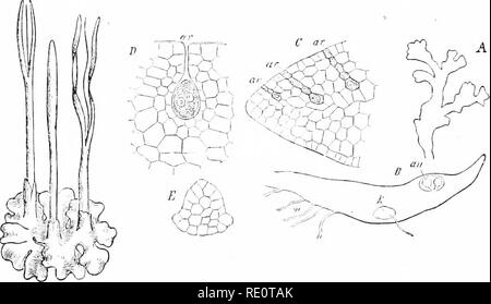 . Les plantes et leurs usages ; une introduction à la botanique. La botanique, la botanique, économique. 9 : ? Histoires de vie qu'il s'agisse d'une algue, un lichen, un hépatique, ou l'un des plus i)lants. Dans la plus stricte utilisation botanique il appartient seulement}' à environ 5 000 espèces de petites plantes vertes qui ont des pseudo- laisse habituellement arrangés spiralis' sur un j^seudo-tige, et excep- tionnelle de spores dans les cas semblables d'urn principalement par l'ouverture d'un couvercle.. Fig. 343. - Liverwut {Aulhurrr-Honied'^ hrris Horncd t, livrTwort Aiitlwceroliic-famille,-ccc). Plante (ij avec trois "fruits" (sporophj'at). (.Luers- sen.)-plutôt commun dans un sol humide. Fig. Banque D'Images