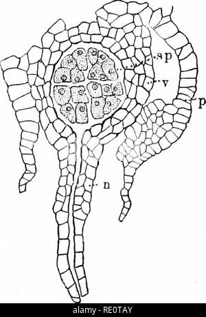 . Les plantes et leurs usages ; une introduction à la botanique. La botanique, la botanique, économique. Fig. 341, c.-à-cadre l'hépatique. Archegoiiiuni (à gauche) contenant un oeuf-cellule (E) et (à droite) la même, plus tard, contenant un jeune sporophyte (sp). " ;"- Le cou (n) de l'archégone, et sa base (v), sont indiqués dans les deux ; comme aussi le rideau de protection (p). (Atkinson). Veuillez noter que ces images sont extraites de la page numérisée des images qui peuvent avoir été retouchées numériquement pour plus de lisibilité - coloration et l'aspect de ces illustrations ne peut pas parfaitement ressembler à l'œuvre originale.. Sargent, Frederi Banque D'Images