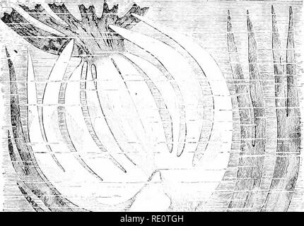 . Les plantes et leurs usages ; une introduction à la botanique. La botanique, la botanique, économique. 486 histoires de vie. Veuillez noter que ces images sont extraites de la page numérisée des images qui peuvent avoir été retouchées numériquement pour plus de lisibilité - coloration et l'aspect de ces illustrations ne peut pas parfaitement ressembler à l'œuvre originale.. Sargent, Frederick Leroy, 1863-. New York, H. Holt and Company Banque D'Images