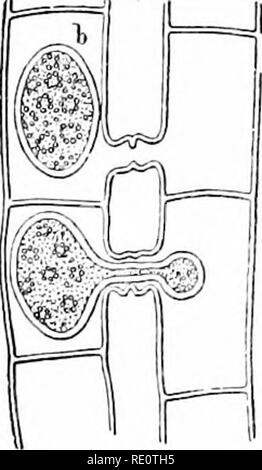 . Les plantes et leurs usages ; une introduction à la botanique. La botanique, la botanique, économique.  ! = =JI. Veuillez noter que ces images sont extraites de la page numérisée des images qui peuvent avoir été retouchées numériquement pour plus de lisibilité - coloration et l'aspect de ces illustrations ne peut pas parfaitement ressembler à l'œuvre originale.. Sargent, Frederick Leroy, 1863-. New York, H. Holt and Company Banque D'Images