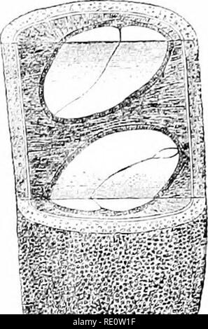 . Les plantes et leurs usages ; une introduction à la botanique. La botanique, la botanique, économique. . Veuillez noter que ces images sont extraites de la page numérisée des images qui peuvent avoir été retouchées numériquement pour plus de lisibilité - coloration et l'aspect de ces illustrations ne peut pas parfaitement ressembler à l'œuvre originale.. Sargent, Frederick Leroy, 1863-. New York, H. Holt and Company Banque D'Images