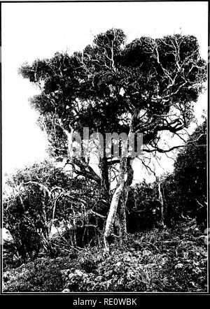 . Les arbres indigènes des îles hawaïennes. Les arbres. L PLAQUE"^3.. BOBEA HOOKERI lll.il. Ahakea Arbre. De plus en plus sur la l;une Aualii d'Iva fieMs, soiitlnTii slojies de SH. Ilalealiiila, Maui ; élévation 30OI) pieds.. Veuillez noter que ces images sont extraites de la page numérisée des images qui peuvent avoir été retouchées numériquement pour plus de lisibilité - coloration et l'aspect de ces illustrations ne peut pas parfaitement ressembler à l'œuvre originale.. Rock, Joseph Francis Charles, 1884-1962. Honolulu, H. T. Banque D'Images