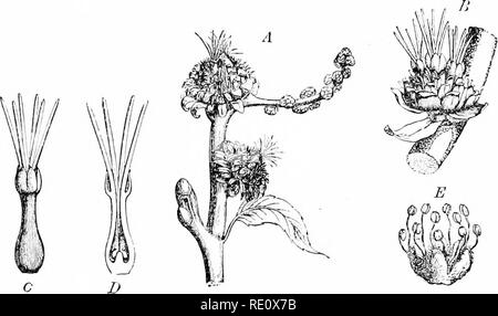 . Les plantes et leurs usages ; une introduction à la botanique. La botanique, la botanique, économique. 38 DIVERS ALIMENTS-quantités d'arachides et de noix du Brésil sont mangés, tandis que dans certains endroits, la noix de coco est le chef, parfois presque le seul, de l'alimentation. L'importance de noix, à l'humanité.. Mettre en place . 25.-marron. -1, twig portant deux ehisters stillate.ji |de fleurs, et un fichier .petite grappe de fleurs staminées immatures. B, une seule grappe de trois fleurs pistillées qui dépassent des bractées parmi les qui forment une tasse autour d'eux. C, une seule fleur pistillée, montrant six stigmates allongés en forme de cloche et d'un caly.x Banque D'Images