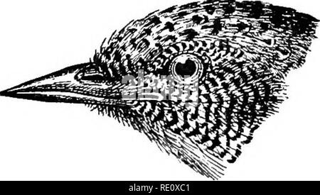 . Les oiseaux de l'Afrique du Sud. Les oiseaux. PICID^ 143 lYNX 1882, p. 208 ; Hargitt, Cat. B. M. xviii, p. 565 (1890) ; Shelley, B. Afr. i, p. 130 (1896) ; Woodward Bros, et Sharpe, Ibis, 1897, pp. 411, 502 [Zululand] ; Woodward Bros. Natal B. p. 106 (1899). Description. Des profils. général ci-dessus, de couleur brun moucheté, une strie noire irrégulière à partir du milieu de la couronne sur les épaules ; wing-coverfcs et les secondaires internes avec un certain nombre de taches plus pâles noir tranchant ; wing-épic dusky-noir avec des taches de brique pâle et bars sur les deux sites ; les plumes de la queue (les arbres de ceux qui ne le sont pas. Cochon. 47. -Lynx ruficollis. x Banque D'Images