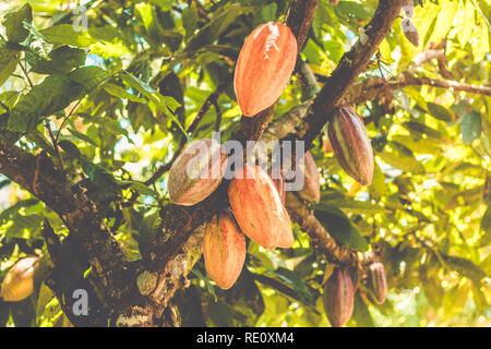 Cacao frais biologiques sur l'arbre, de la pâte de cacao Chocolat Banque D'Images