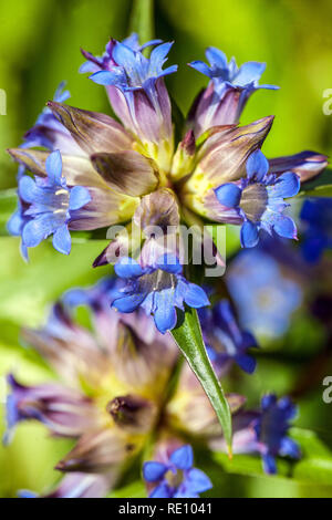 Blue Flowers close up, Gentiana tianschanica Banque D'Images