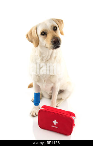 Chien blessé. LABRADOR assis avec un bandage élastique bleu OU BANDE À PIED OU PATTE ET UNE TROUSSE DE SECOURS D'URGENCE OU DE PREMIÈRE. Faire un visage. SHO STUDIO ISOLÉ Banque D'Images