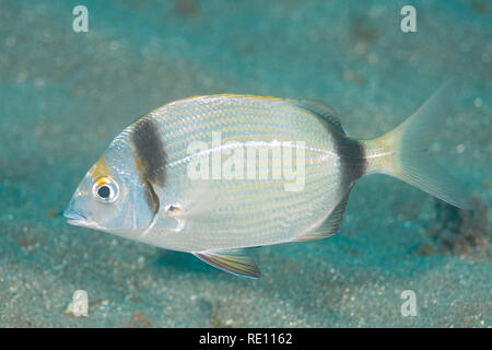 Dorade commune à deux bandes (Diplodus vulgaris) Grenade, Espagne Banque D'Images