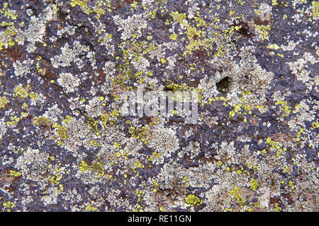 Gros plan sur la structure de béton recouvert de blanc, jaune et vert lichen. Les lichens existent en de nombreuses couleurs, formes et tailles, et peut pousser sur presque tous les su Banque D'Images
