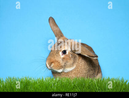 Portrait d'un Palomino brun et blanc lapin assis dans l'herbe verte avec fond bleu. Banque D'Images