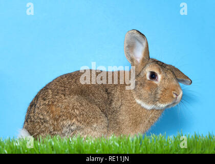 Vue de profil d'un Palomino brun et blanc lapin assis dans l'herbe verte avec fond bleu. Banque D'Images