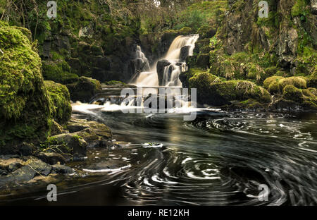 Cascade de la mâchoire de Linn, près de Livingston, Ecosse, avec mousse blanche tourbillons en spirale dans l'eau de la cascade et encadré par les roches moussues vert. West Lothian Banque D'Images