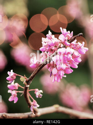 Les arbres en fleurs plus tôt aux États-Unis--arbre Redbud Cercis canadensis Banque D'Images