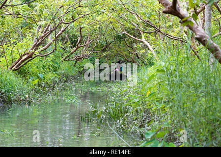 Un agriculteur de lignes d'un bateau plein de goyaves sur sa façon d'Vimruli marché flottant à Jhalakati, Bangladesh Banque D'Images