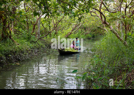 Un agriculteur de lignes d'un bateau plein de goyaves sur sa façon d'Vimruli marché flottant à Jhalakati, Bangladesh Banque D'Images